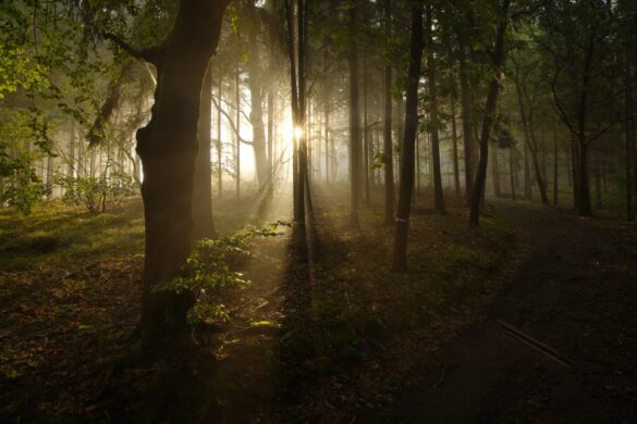Soft light filtering through the trees to symbolize how overwhelm can be shattered when taking a soft approach.