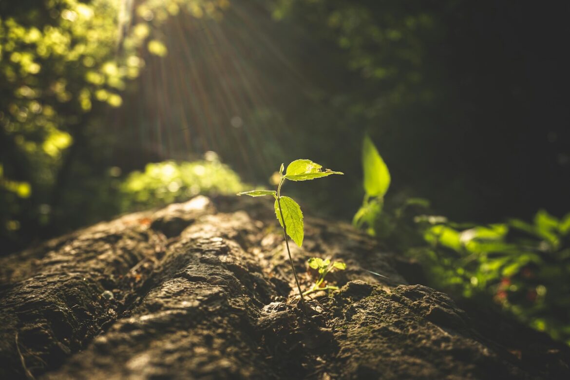 A seedling in on rough bark growing despite the unfavourable conditions with soft light slowly supporting its growth. It's meant to remind us that sometimes change takes time but will improve your life.
