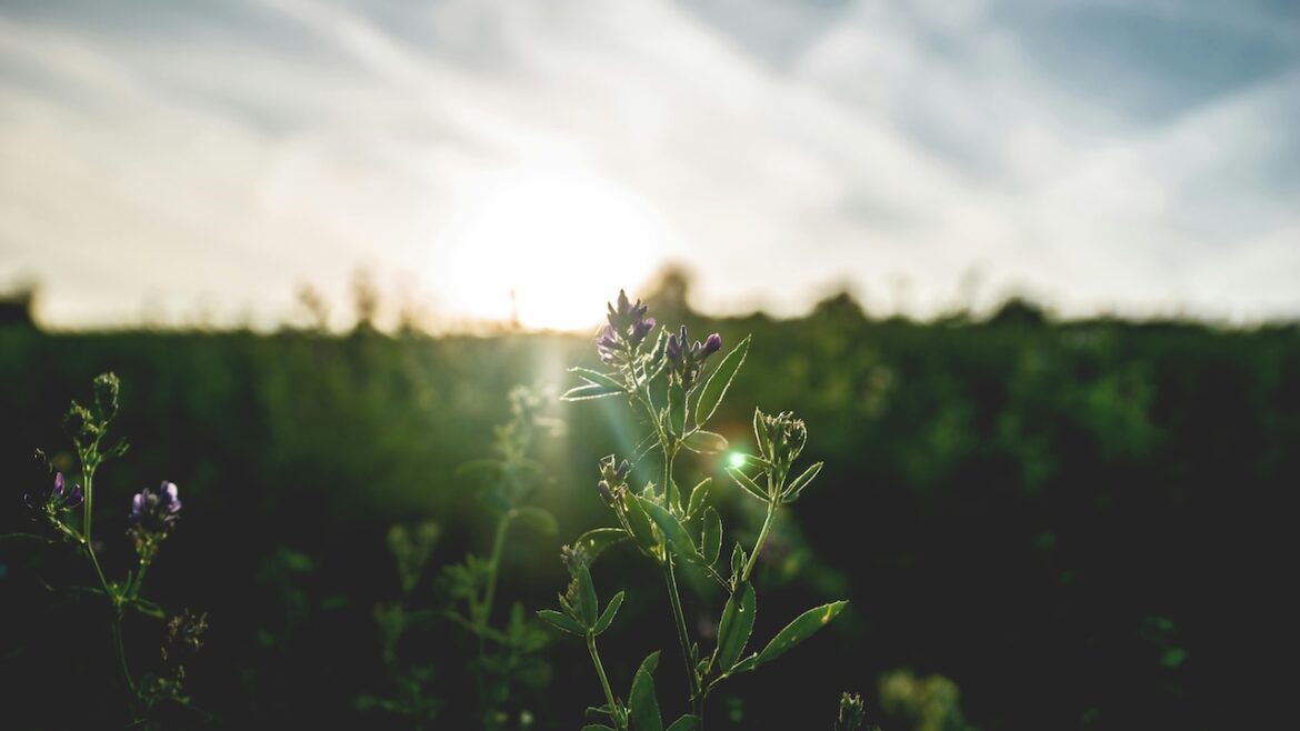 A light blue sky over a field of virbant green and lilac plants that serve as a reminder that taking a moment to enjoy your surroundings early in the morning might make the day feel a little more magical.